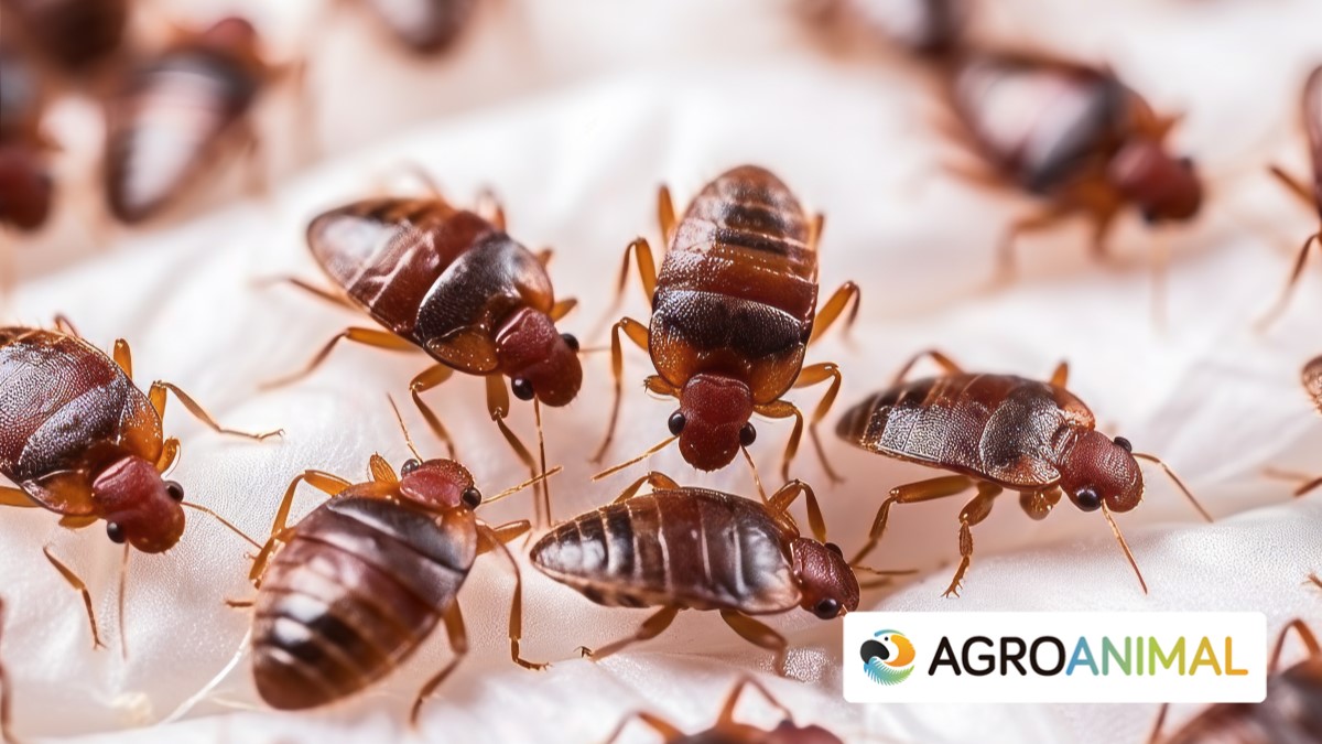 C�mo prevenir y controlar una plaga de chinches