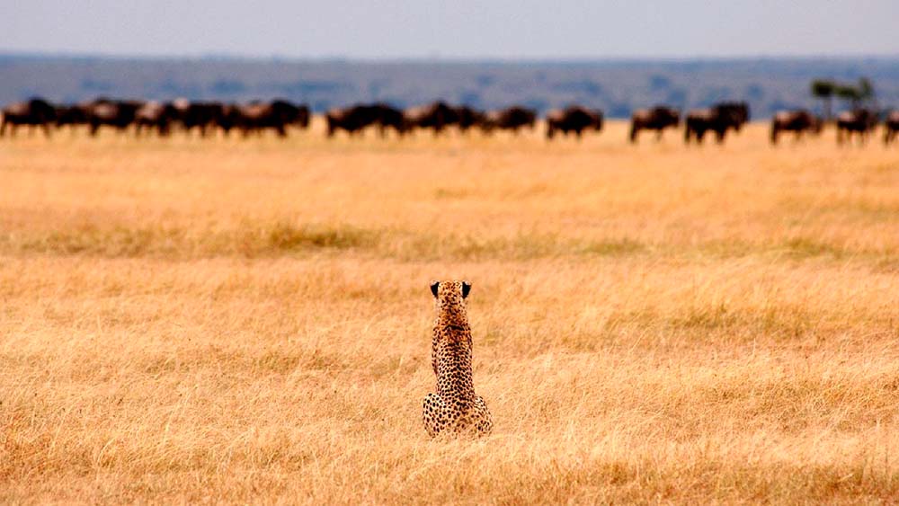 Descubre la Aventura: Safari en �frica y Tanzania