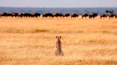 Descubre la Aventura: Safari en �frica y Tanzania