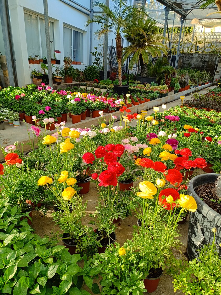 Viveros Sep�lveda | Vivero en Marbella | Garden Center Marbella