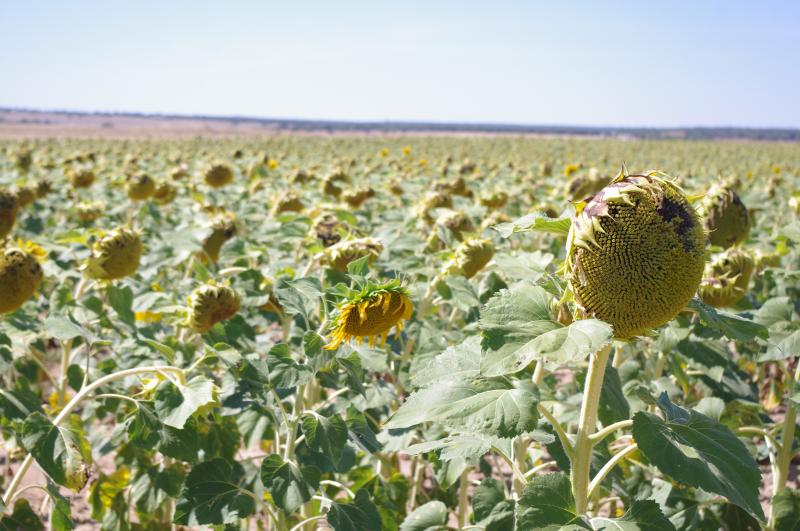 Comprobaci�n contenidos vinculados Hijo-1