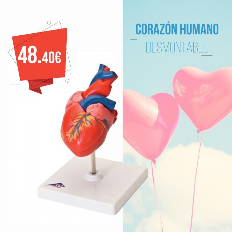 Coraz�n humano desmontable