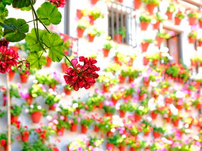 Patios de C�rdoba 2018