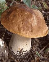 Boletus, la seta de oto�o m�s preciada de los montes turolenses