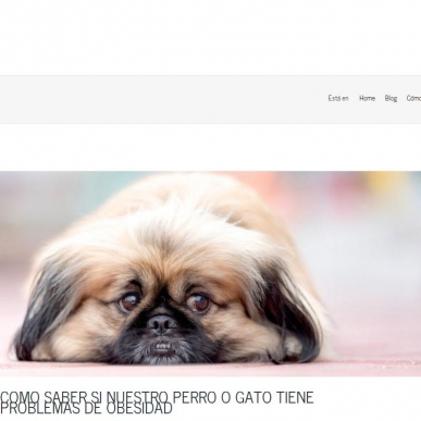 C�mo saber si nuestro perro o gato tiene problemas de obesidad