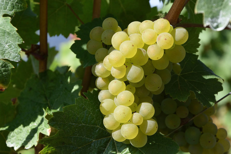 El vino de garnacha blanca: conoce c�mo se cultiva y c�mo maridarlo