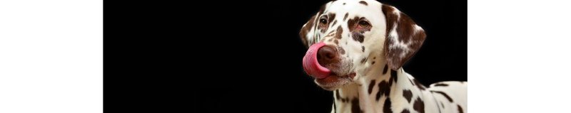 Alimentaci�n y Productos para perros