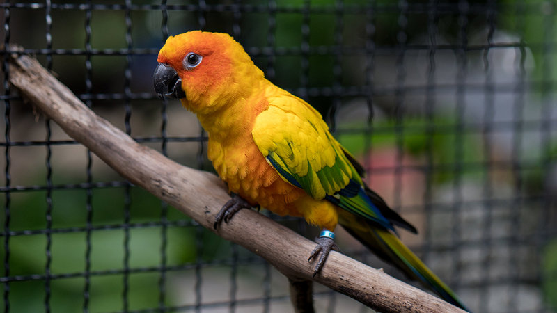 Accesorios para la jaula de tu p�jaro