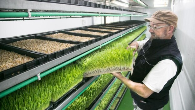 Un forraje para las cabras que crece sin tierra