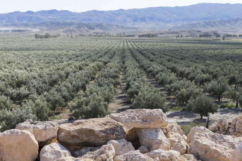 La cultura del Olivar ayuda a frenar la despoblaci�n en zonas rurales