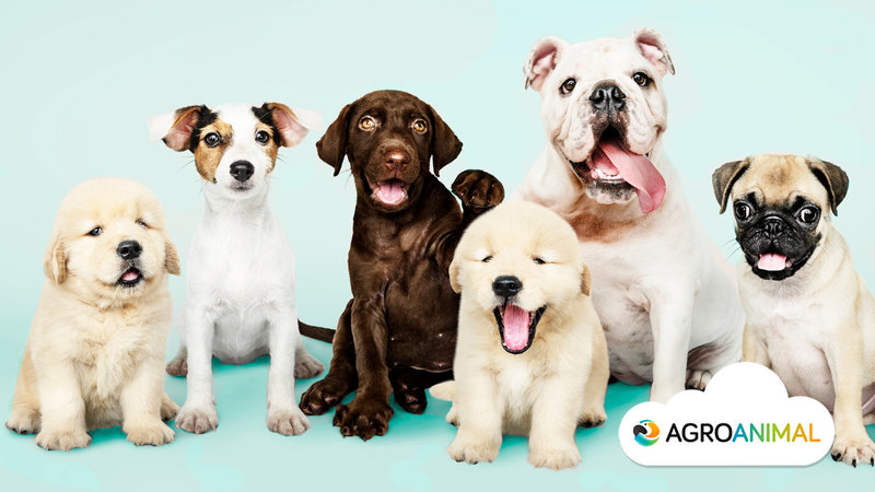 Los 5 par�sitos m�s comunes en perros