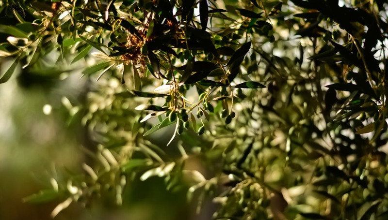 El turismo rural en Espa�a experimenta un auge impulsado por los olivares y Airbnb